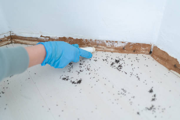 Best Flea Control Services  in Glenwood, IA